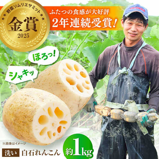 野菜ソムリエサミット金賞 れんこん約1kg / れんこん 2026年8月〜発送 