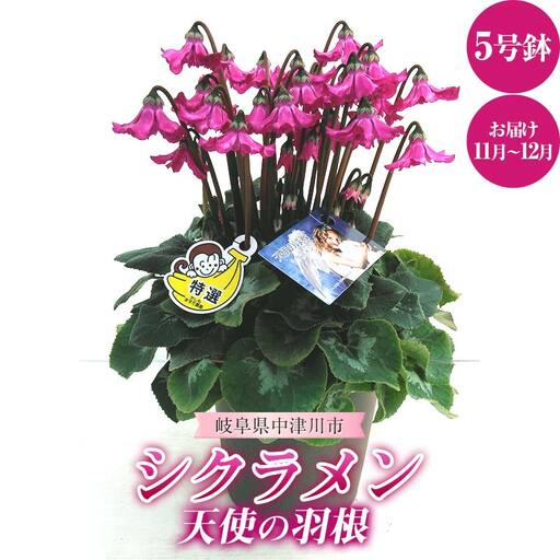 シクラメン 天使の羽根 5号鉢 ますだ農園 花 植物 フラワー F4N-1795