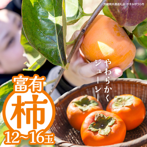 富有柿 12～16玉（茨城県共通返礼品：かすみがうら市） 【2026年11月中旬発送開始】 柿 かき 富有カキ ( 1箱 ) 果物 フルーツ くだもの カキ 富有かき 秋 旬 発送 産地直送 農家直送 産直 茨城県 [FF003sa]	