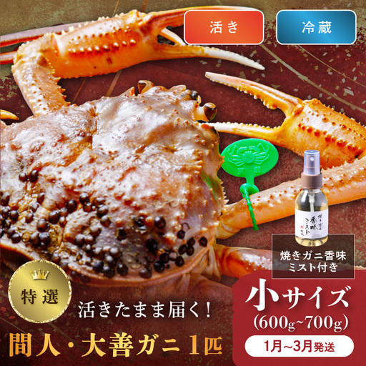 【蟹の匠 魚政】京丹後市産 活きたまま届く！　間人ガニ大善ガニ 特撰 小サイズ（600～700g) 1匹　香味ミスト付き(1月～3月発送）| ズワイガニ カニ 姿