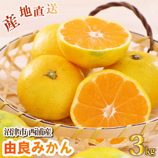 [先行予約]由良みかん 約3kg 沼津市 西浦 みかん