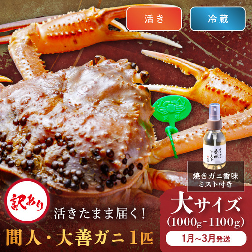訳あり　【蟹の匠 魚政】京丹後市産 活きたまま届く！　間人ガニ大善ガニ　大サイズ (1000～1100g) 1匹　香味ミスト付き(1月～3月発送）