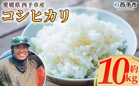 【先行予約】＜令和8年産 愛媛県西予市産 コシヒカリ 10kg＞ 通常 お米 コメ こめ 白米 精米 ご飯 新鮮 10キロ 愛媛県産 宇和町産 こしひかり 特産品 もとき農園 愛媛県 西予市【常温】『2026年10月・11月頃から順次発送予定』 UMK0009