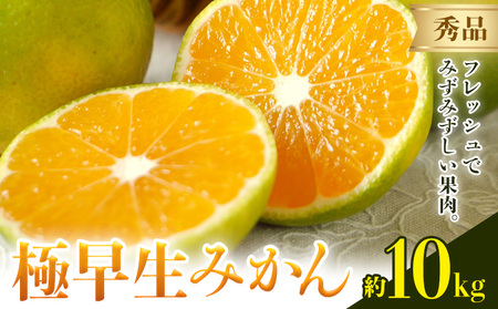 みかん 極早生みかん 秀品 約10kg 《10月上旬-10月末頃出荷》日本フルーツ株式会社 フルーツ 果物 みかん 柑橘