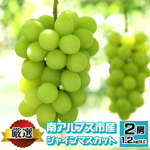 ＜2026年発送先行予約＞南アルプス市産 シャインマスカット 1.2kg以上　（2房） ALPEV001　山梨県 ぶどう 葡萄 ブドウ マスカット 種なし フルーツ くだもの 果物 高級 新鮮 産地直送 贈答 ギフト 家庭用 2026年 南アルプス市
