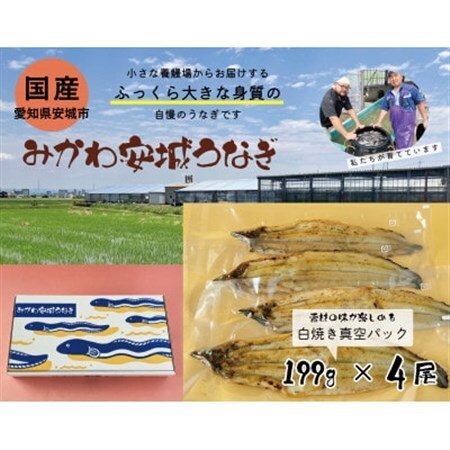 みかわ安城うなぎ　大きな白焼き　4尾【配送不可地域：離島】【1631476】