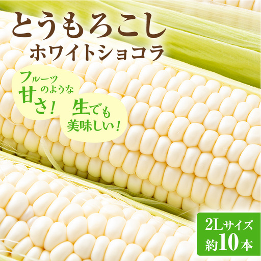 【2026年発送】富良野産 とうもろこし ホワイトコーン 約10本 コーン とうきび トウモロコシ ホワイトショコラ 2Lサイズ 野菜 甘い BBQ 北海道 富良野 ふらの