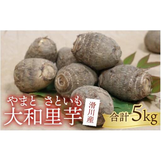 【先行予約】さといも 大和里芋（やまと）5kg【2026年11月中旬より順次発送予定】 | 野菜 芋 イモ 根菜 いも 煮物 旬 味覚 秋