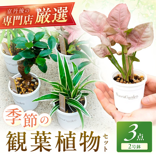 季節の観葉植物3点セット【発送可能時期：4月上旬～7月末、9月上旬～11月末】2号鉢