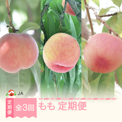 【先行予約】全3回 もも食べ比べ 定期便 令和9年産 ja-tkmox