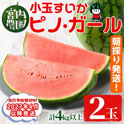 【0165005a】《2027年4月以降発送》小玉すいか・ピノ・ガール(2玉・計4kg以上) 果物 果実 フルーツ スイカ ピノガール 数量限定 期間限定 【宮内農園】