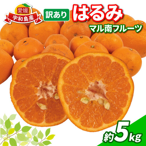 訳あり はるみ 5kg マル南フルーツ 蜜柑 先行予約 蜜柑