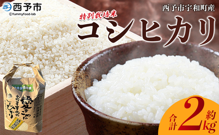 [令和7年産 西予市宇和町産 特別栽培米コシヒカリ 約2kg] お米 コメ こめ 白米 精米 単一原料 ご飯 白飯 ごはん ライス 穀物 こしひかり コシヒカリ 特産品 愛媛県 西予市 宇和町 三好フク[常温]『2025年9月中旬より順次出荷予定』UMH0011