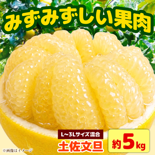 【先行予約】土佐文旦 家庭用 約5kg（L-3Lサイズ混合：8-13玉入り） 先行予約 文旦 ぶんたん ブンタン 柑橘 フルーツ デザート 果物 ご当地 人気 お取り寄せ＜2027年1月下旬から順次発送＞【玉木農園】 [BQAJ008]