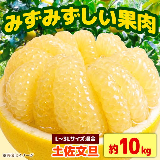 【先行予約】土佐文旦 家庭用 約10kg （L-3Lサイズ混合：17-24玉入り） 文旦 ぶんたん ブンタン 柑橘 フルーツ デザート 果物 ご当地 人気 名産＜2027年1月下旬から順次発送＞【玉木農園】 [BQAJ007]