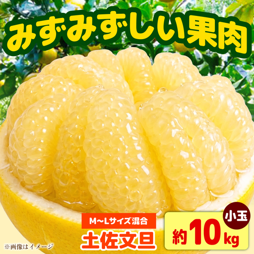 【先行予約】土佐文旦 小玉 家庭用 約10kg （M-Lサイズ：23-29玉入り） 文旦 ぶんたん ブンタン 10キロ 柑橘 フルーツ デザート 果物 ご当地 人気 名産＜2027年1月下旬から順次発送＞【玉木農園】 [BQAJ004]