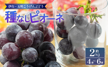 種なしピオーネ 約2kg 【2026年8月下旬頃から順次発送】 | ピオーネ ぶどう 【VEG100】