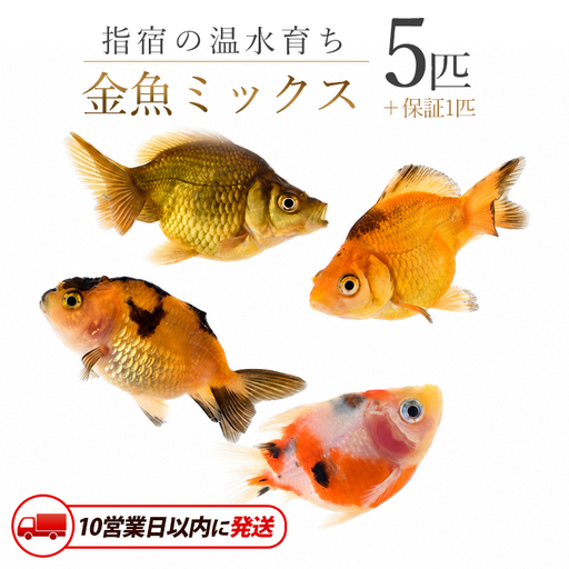 10営業日以内に発送 温水育ち 金魚ミックス5匹 otofarm IB148-002 ※北海道・沖縄・離島配送不可※ 金魚 金魚