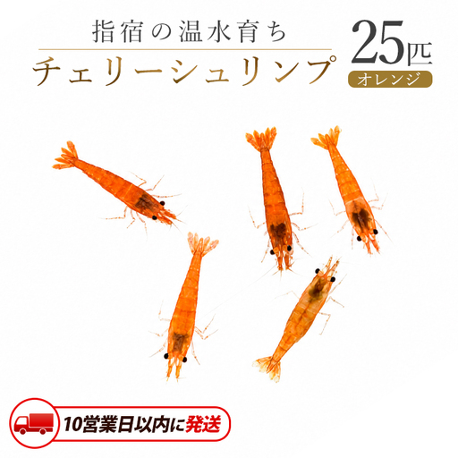 10営業日以内に発送 温水育ち オレンジ チェリー シュリンプ 25匹 otofarm IB148-006 ※北海道・沖縄・離島配送不可※