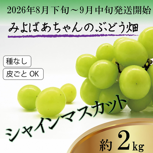 ＜みよばあちゃんのぶどう畑直送！＞ 先行予約 8月下旬～9月中旬順次発送【露地栽培のシャインマスカット 約2kg(4～6房)】 [M36-3] 葡萄 ブドウ ぶどう 巨峰 果物 くだもの マスカット フルーツ 新鮮 九州 福岡 宮若