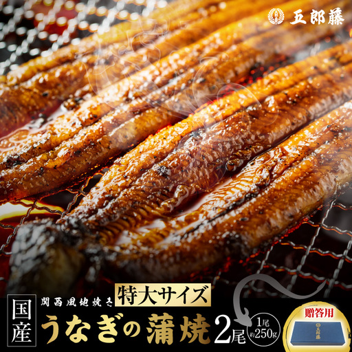【贈答用】五郎藤 関西風地焼き 国産有頭旨鰻 250g×2尾 計約500g