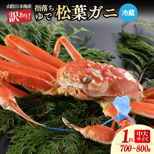 【訳あり！指落ち松葉がに】山陰沖ゆで松葉がに 700ｇ～800ｇ 中大サイズ（1月～3月発送）／北畿水産