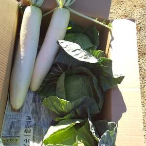 冬 の SAYURAN 野菜セット M089-001 [ 期間限定 ] 野菜 三浦野菜