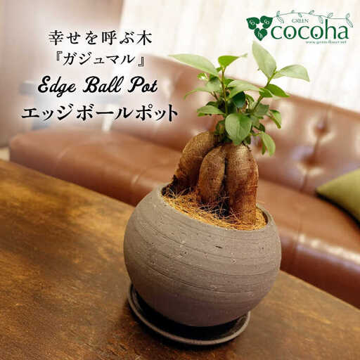 幸せを呼ぶ木『ガジュマル』　エッジボールポット 糸島市 / cocoha / 観葉植物 グリーン 緑 インテリア [AWB038]