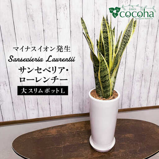 マイナスイオン発生 サンセベリア・ローレンチー大 スリムポットL 糸島市 / cocoha 観葉植物 グリーン 緑 インテリア 