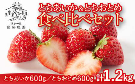 とちあいか600g&とちおとめ600g 食べ比べセット 計1.2kg 風袋入り | 人気 2品種 食べ比べ 手作り 厳選 農家 特産品 新鮮 フレッシュ ストロベリー 苺 塩谷町 ※2026年12月〜発送