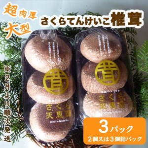 超肉厚大型しいたけ”さくらてんけいこ”３パックセット≪シイタケ キノコ きのこ 野菜≫◇