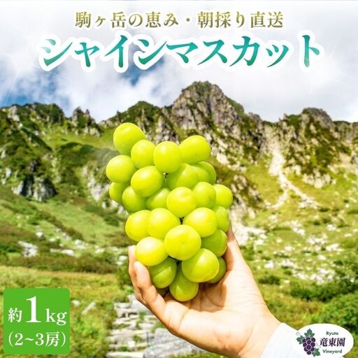 [駒ヶ岳の恵み・朝採り直送]シャインマスカット 約600g 1〜2房 中央アルプス 駒ヶ根産 種なし 皮ごと 山の雫 木曽駒ヶ岳 宝剣岳 千畳敷カール 寒暖差 信州 長野 ぶどう 2026