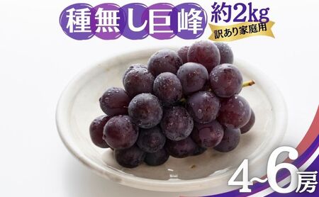 ぶどう 種無し巨峰 訳あり家庭用 2kg 4〜6房 ぶどう