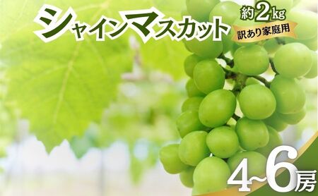 ぶどう シャインマスカット 訳あり家庭用 2kg 4〜6房 ぶどう