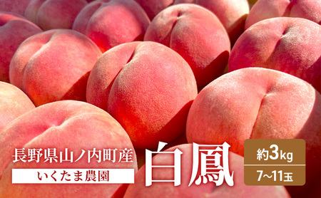 桃 先行予約 白鳳 3kg 桃