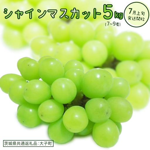 シャインマスカット 5kg (7～9房)(茨城県共通返礼品：大子町)