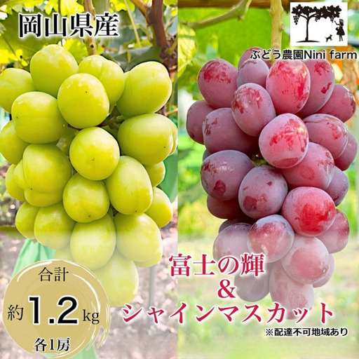 ぶどう 2026年 先行予約 富士の輝&こだわり シャインマスカット 合計約1.2kg 贈答用