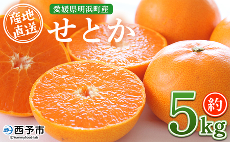[産地直送 愛媛県明浜町産 せとか 約5kg] ※2027年3月上旬〜3月下旬迄に順次出荷予定 セトカ 果物 くだもの みかん ミカン 柑橘 フルーツ 柑橘類 果実 高級 糖度 果汁 柑橘の大トロ 甘い 国産 5キロ 特産品 宇都宮農園 愛媛県 西予市[常温]AUN0004