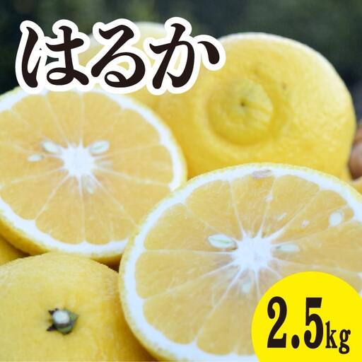 みかん[先行受付][2027年3月中旬以降発送]濃厚な甘みに驚愕! 瀬戸内のはるか[約2.5kg]広島 三原 佐木島 鷺島みかんじま 017068
