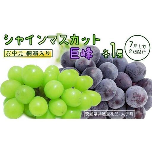 [ お中元 桐箱入り ] シャインマスカット & 巨峰 (各1房) [2026年7月上旬発送開始](茨城県共通返礼品:大子町)