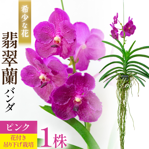 AI179 希少な花 心躍る「華やかな恋」の予感 翡翠蘭(バンダ)1株 花付き ピンク