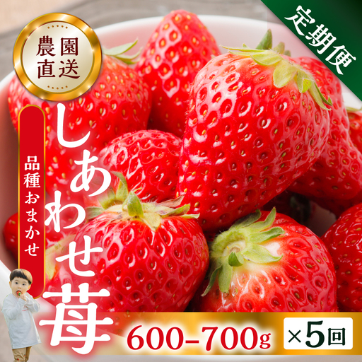 【定期便5回】【2027年1月以降発送開始】自宅用 いちご 紅ほっぺ 600-700g ×5回 [しあわせ苺] サイズ バラバラ 訳あり 訳アリ 農園直送｜フルーツ スイーツ 苺 イチゴ 人気 簡易梱包 家庭用 産地直送 いちご こだわりの 甘さ 岐阜県 本巣市 先行予約 [mt1801]  family農園watanabe