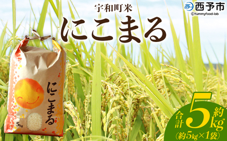 ＜令和7年産 西予市宇和町産 にこまる 約5kg＞ お米 コメ 白米 精米 単一原料米 ご飯 晩稲 大粒 精米 ご飯 ライス 穀物 ニコマル 特産品 愛媛県産 西予市産 宇和町産 三好フク 愛媛県 西予市【常温】『1か月以内に順次出荷予定』UMH0014