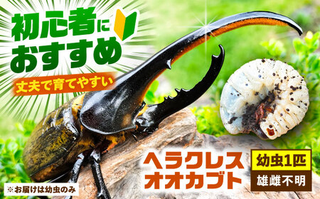 【先行予約】ヘラクレスオオカブト 幼虫1匹【配達不可：北海道・沖縄・離島】[AEDD004]