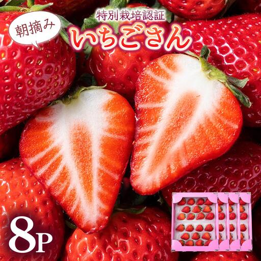 【先行予約】数量限定！佐賀県人気No.1苺”いちごさん” たっぷり約1.9㎏（235g×8p）