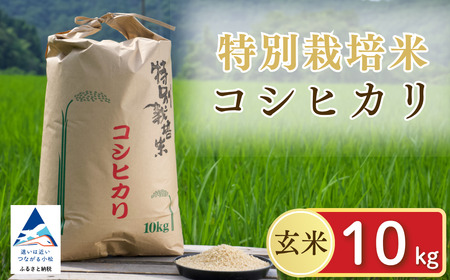 【先行予約】 げんき米 コシヒカリ（玄米10kg）