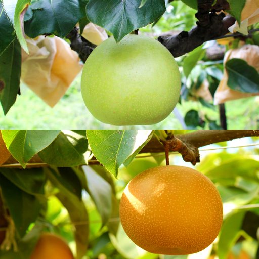 二十世紀梨と新甘泉のセット 3kg[梨 3kg 20世紀 二十世紀 新甘泉 セット 先行予約 期間限定 数量限定 フルーツ 果物 なし ナシ 人気品種 甘い 詰め合わせ 贈答 贈り物 ギフト お取り寄せ 産地直送 鳥取県]