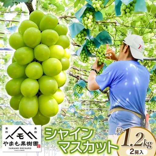 [令和8年産先行予約]シャインマスカット 2房入り (約1.2kg) やまも果樹園