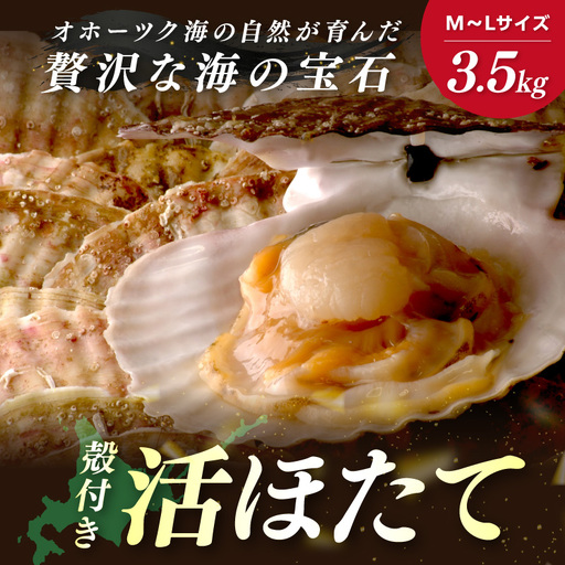 北海道オホーツク産 漁師直送 殻付きプレミアムホタテ 3.5kg ( 魚介 海鮮 貝 ホタテ ほたて 帆立 生食 炙り焼き バター焼き )【197-0006】