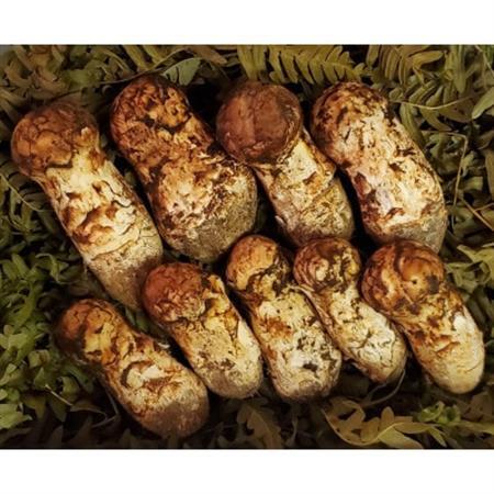 【2026年発送】岩手県岩泉産松茸　200g前後(150g～250g)(小ぶり、細長、割れ、キズ)【配送不可地域：離島】【1551098】